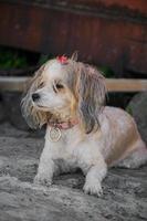 The Chinese Crested dog, beautiful chinese feather. Dog lady photo