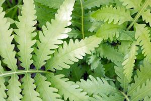 A green furn plant photo