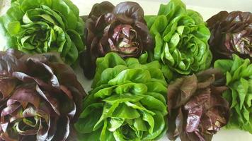 red and green lettuce photo