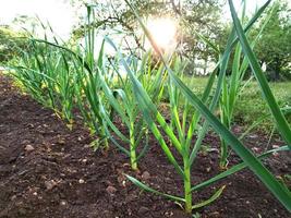 a row of garlic growing on a small organic farm photo