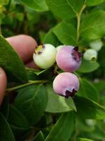 blueberries that are almost ripe photo