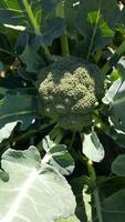 a head of organic broccoli photo