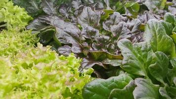 lechuga roja y verde foto