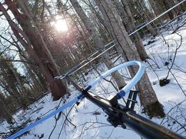 Lines running in a maple syrup bush photo