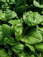 close up of spinach photo