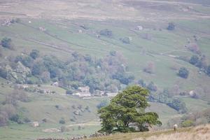 un árbol y una oveja con vistas a los valles de yorkshire foto