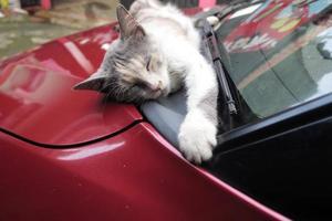 gato local durmiendo en el auto foto
