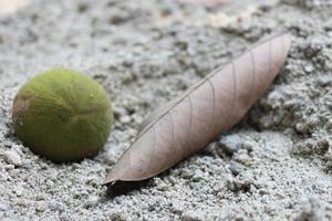 fruta de arpa y hojas secas foto