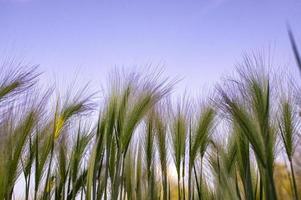 Plant Background of fluffy spikes of green barley grass close-up at pink sunset. Hordeum jubatum, Foxtail barley, herbs photo