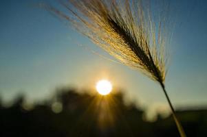 abstract Background of fluffy spike barley close-up at sunset Selective focus. Hordeum jubatum, Foxtail barley photo