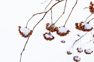 ramas secas de arbustos marrones en el primer plano de la nieve. fondo de invierno de plantas naturales foto