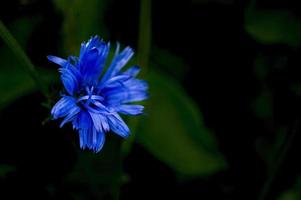 chicory flower close-up on dark natural background. Copy space photo