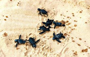 varias pequeñas tortugas marinas negras recién nacidas arrastrándose por la arena hasta el mar foto