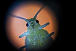 Green aphid or green fly with big eyes close-up visible in a microscope. Bottom view, defocused photo