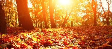 Colorful bright leaves falling in autumnal park. photo