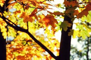 Colorful bright leaves falling in autumnal park. photo