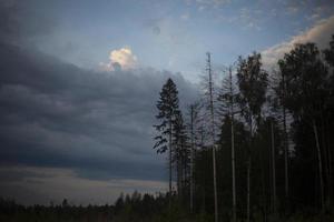 Tree in forest. Forest landscape. Beauty of nature. Clouds in sky. Details of nature. photo