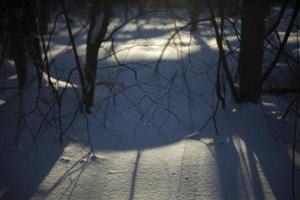 Light in snow. Details of winter nature. Cool shades. photo