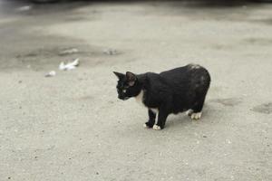 Homeless cat black. Cat. Pet without owner. photo