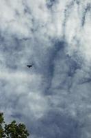 Crow in sky. View of sky with bird. Flight of Raven. photo