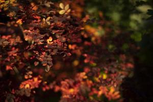hojas rojas en otoño. colores de otoño. hermosos arbustos de fondo. foto