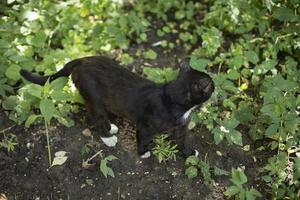 Black cat in garden. Cat is standing on ground. Pet outside in summer. photo