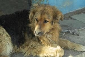 Dog is lying down. Dog rests. Old dog on street. photo