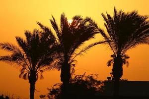 Palm trees in city park during sunrise photo