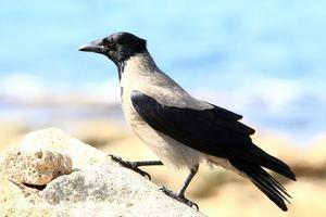 Hooded crow in a city park in Israel photo