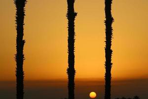 Palm trees in city park during sunrise photo