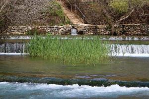 Vegetation on the banks of a river in northern Israel photo