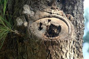 An old stump is a small part of a felled tree trunk. photo