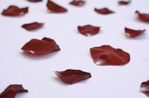 Dark red rose petals on pastel lilac background. Valentine's day backdrop photo