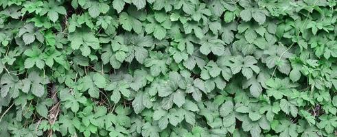 Green ivy grows along the beige wall of painted tiles. Texture of dense thickets of wild ivy photo