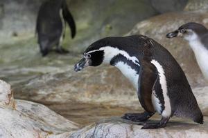 retrato de un pingüino foto