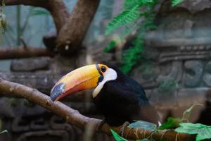 Ramphastos toco en el zoológico. foto