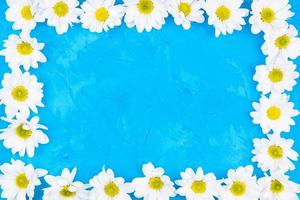 Chrysanthemums on blue background photo