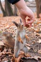 Squirrel in the autumn park photo