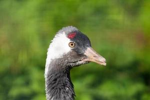 Grus grus on grass background photo