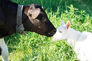 Calf and goat photo