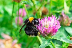 bumblebee on a clover photo