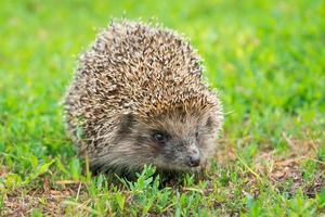 hedgehog on the grass photo