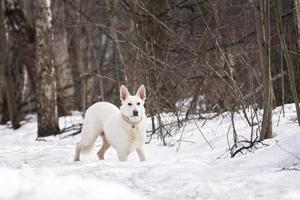 dog in the forest photo