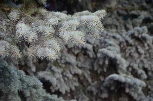 Green branch of a coniferous tree in springtime photo