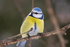 el parque de aves en invierno foto