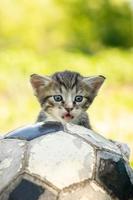 kitten with a soccer ball photo