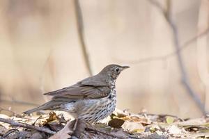 song thrush on the ground photo