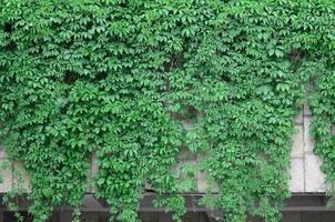 Green ivy grows along the beige wall of painted tiles. Texture of dense thickets of wild ivy photo