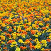 Lots of beautiful flowers in the garden. Mexican, Aztec or African marigold. Tagetes erecta photo