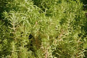 Texture of a bush of a green plant, similar to underwater algae photo